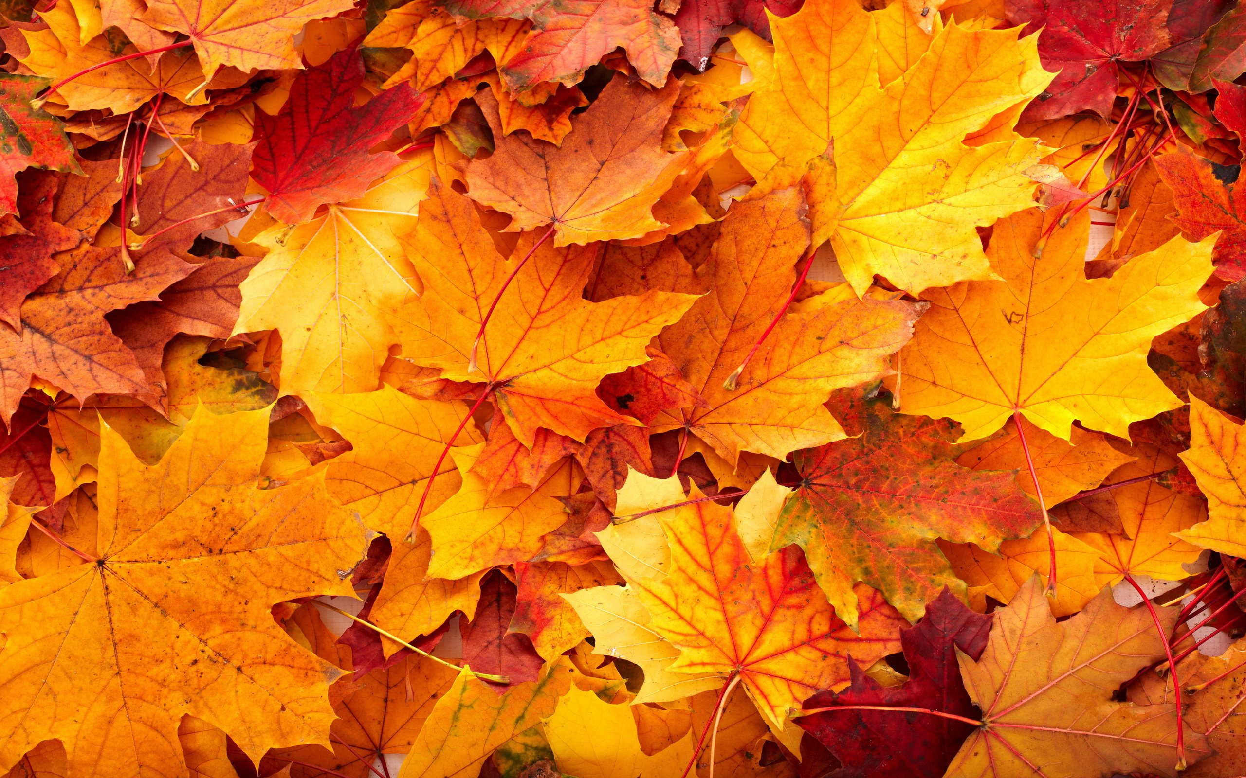 fall colors wallpaper desktop