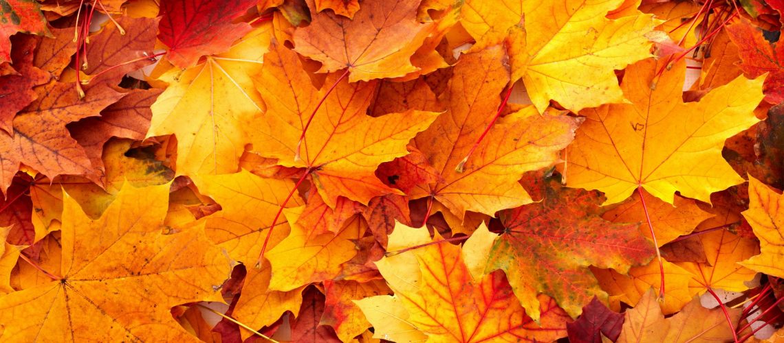 fall-leaves-wallpaper-desktop-20563